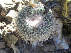 Mammillaria parkinsonii