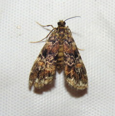 Elophila responsalis