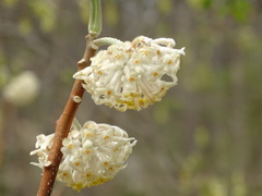 Edgeworthia