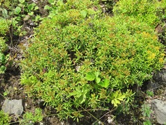 Phedimus middendorffianus