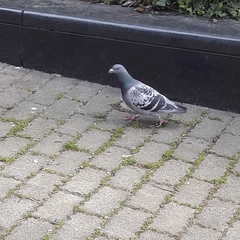 Columba livia domestica