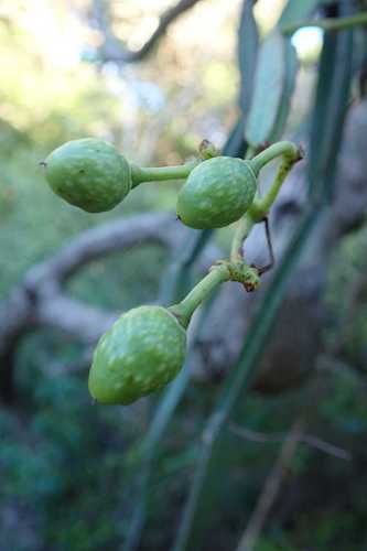 Single-stemmed Wild Grape