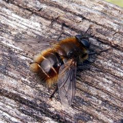 Tachina ursina