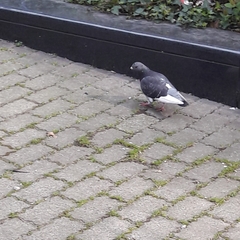 Columba livia domestica