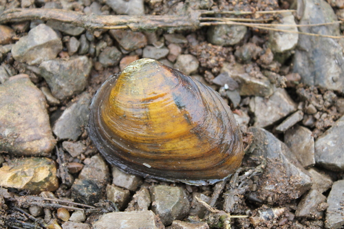 Tennessee clubshell
