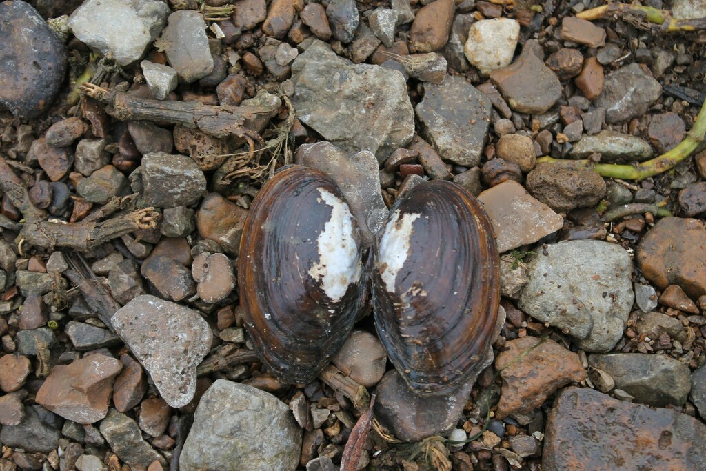 mountain creekshell