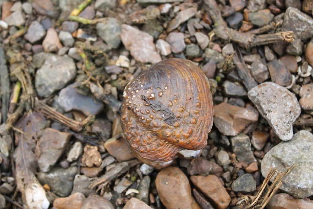 Cumberland Monkey-face Pearly Mussel