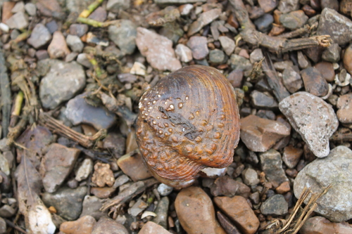 Cumberland Monkey-face Pearly Mussel