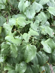 Dioscorea cotinifolia