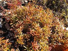 Phedimus middendorffianus