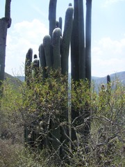 Cephalocereus senilis