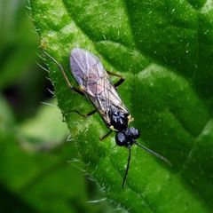 Aglaostigma aucupariae