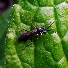 Aglaostigma aucupariae