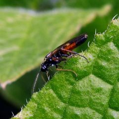 Aglaostigma aucupariae