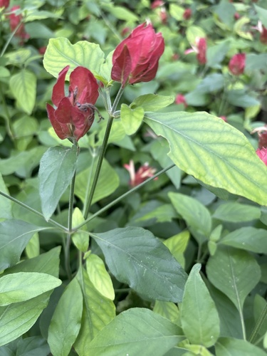 Foto de Camarão-vermelho