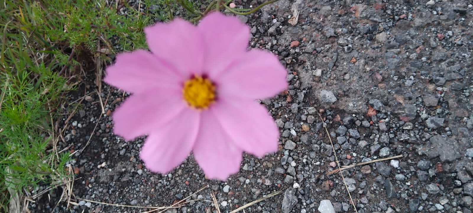 Imagem de Margarida-dos-jardins
