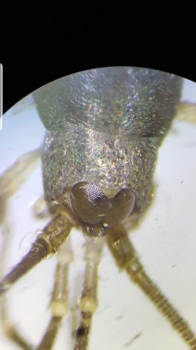 Western Sea Bristletail photo 2