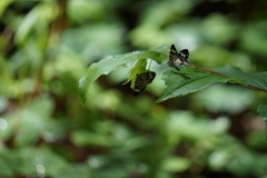 Trichodezia californiata