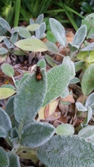 Polistes humilis humilis