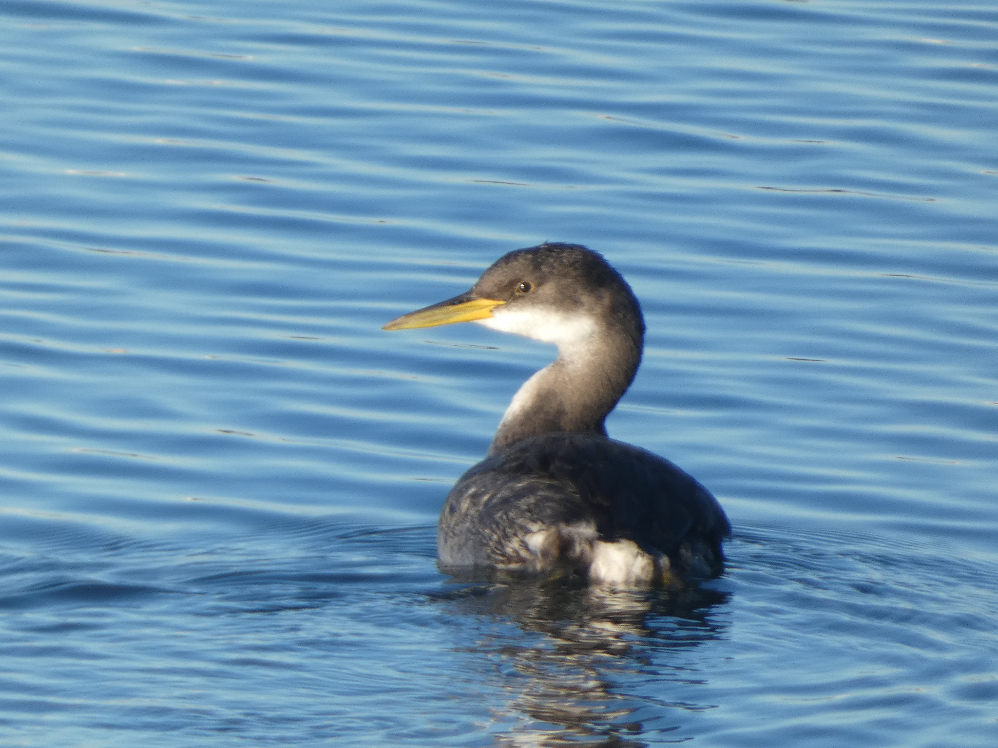 Red-necked Grebe illustration