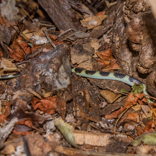 Ringed Centipede Snake