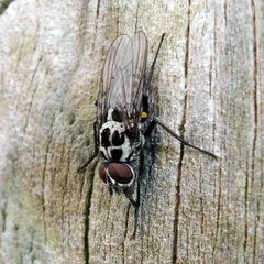 Anthomyia pluvialis