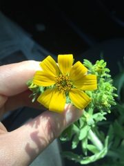 Engelmannia peristenia