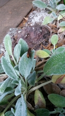 Polistes humilis humilis