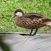 Northern White-cheeked Pintail - Photo (c) Cole Gaerber, some rights reserved (CC BY-NC), uploaded by Cole Gaerber