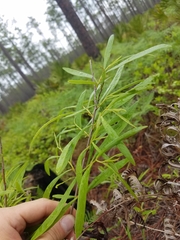 Asimina angustifolia
