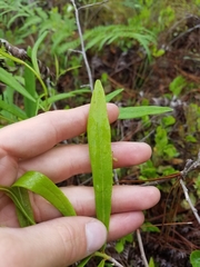 Asimina angustifolia
