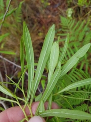 Asimina angustifolia