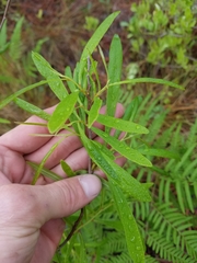 Asimina angustifolia