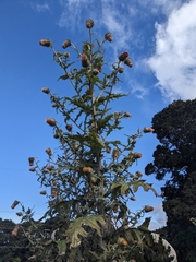 Cirsium subcoriaceum image