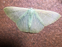 Pelagodes antiquadraria