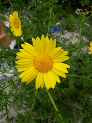 Glebionis