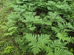 Pteridium aquilinum — photo 3