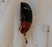 Triplax thoracica