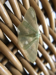 Pelagodes antiquadraria