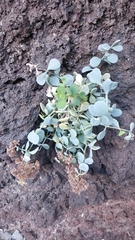 Pink Sand Verbena (Polycarpaea)