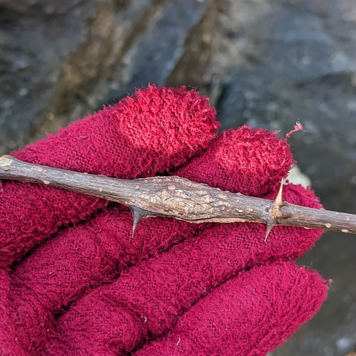 Locust Twig Borer Moth photo 4