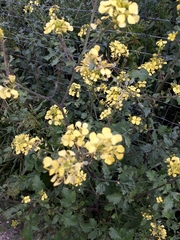 Brassicaceae