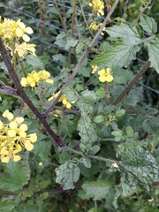 Brassicaceae
