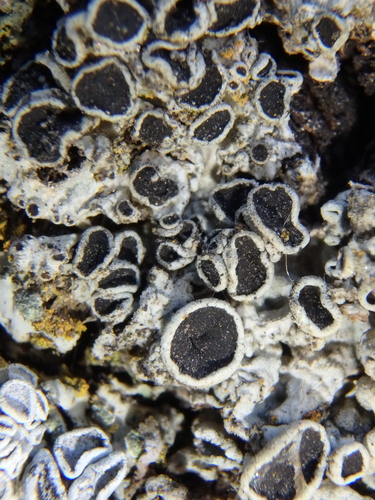 Representative image of Rinodina beccariana