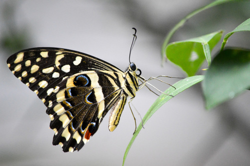 Citrus Swallowtail