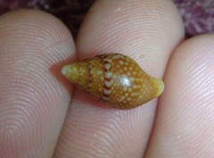 Pardalinops testudinaria