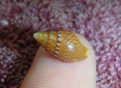 Pardalinops testudinaria