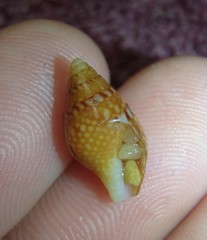 Pardalinops testudinaria