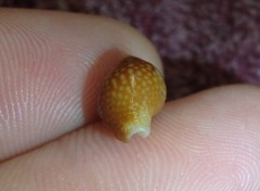 Pardalinops testudinaria