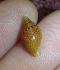 Pardalinops testudinaria